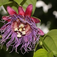 Passiflora quadrangularis L.